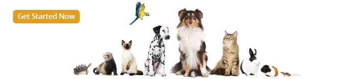 Best Pet Insurance For Dogs In Arizona Service dogs can