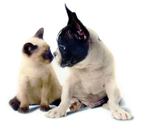 siamese-and-bulldog-pup-dt