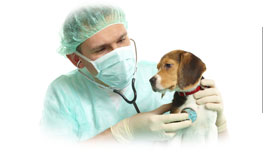 Board certified veterinarians