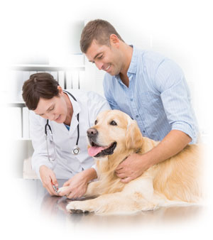 veterinarian with labrador and owner