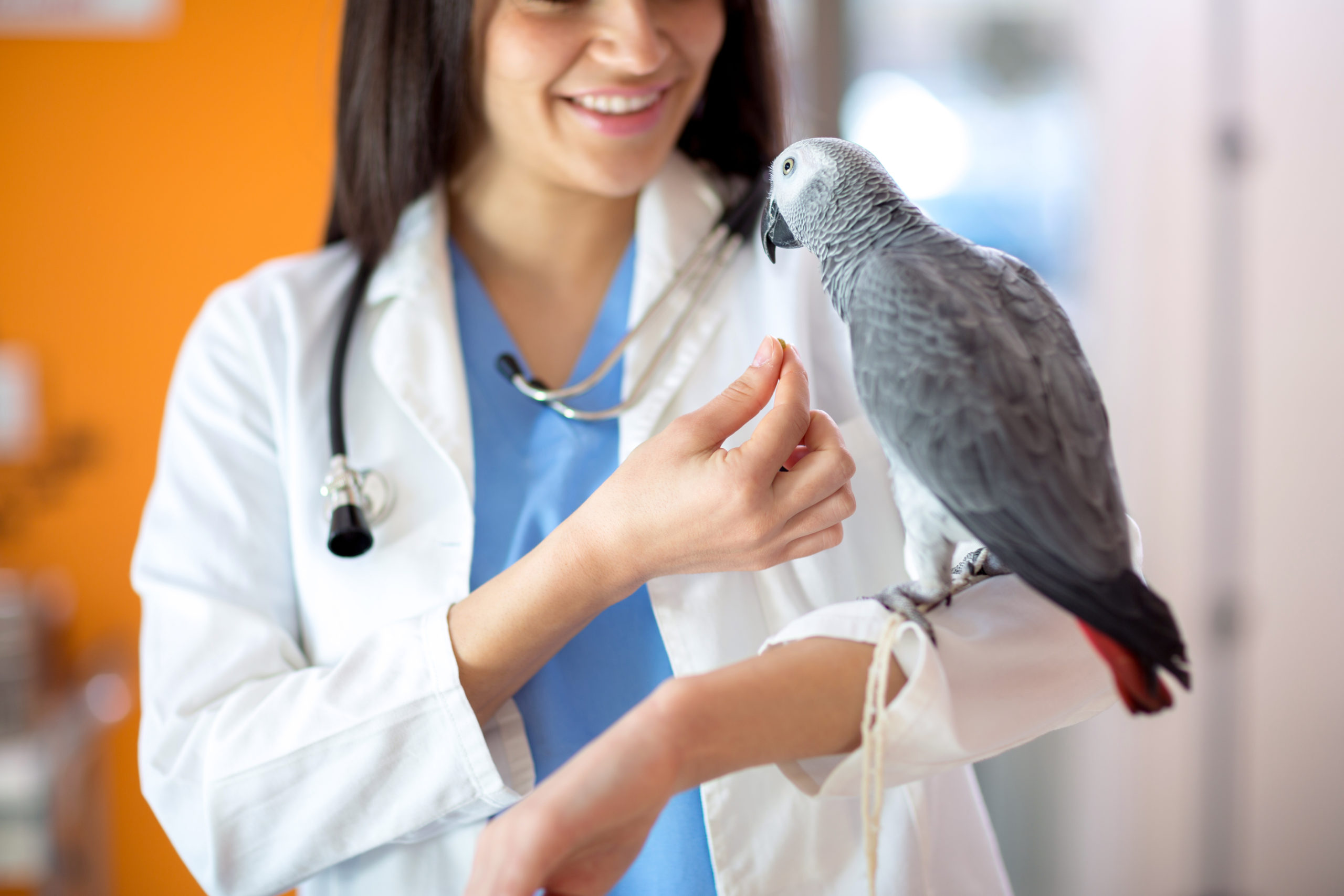 Veterinarian Program United Pet Care Pet Insurance