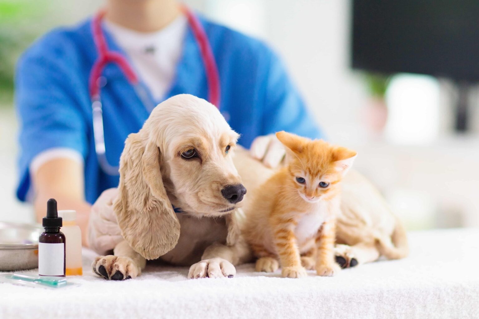 Pet Insurance Alternative Pet Healthcare Savings United Pet Care