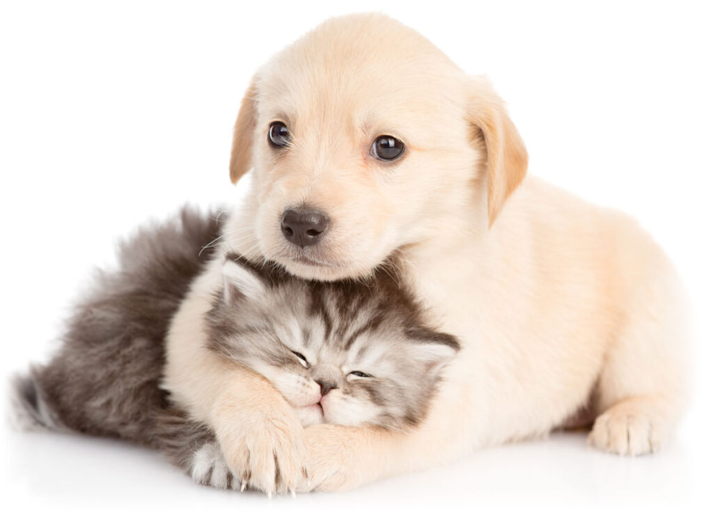 How UPC Employer Pet Benefits Work United Pet Care