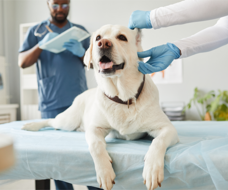 How We Offer Employee Pet Benefits United Pet Care