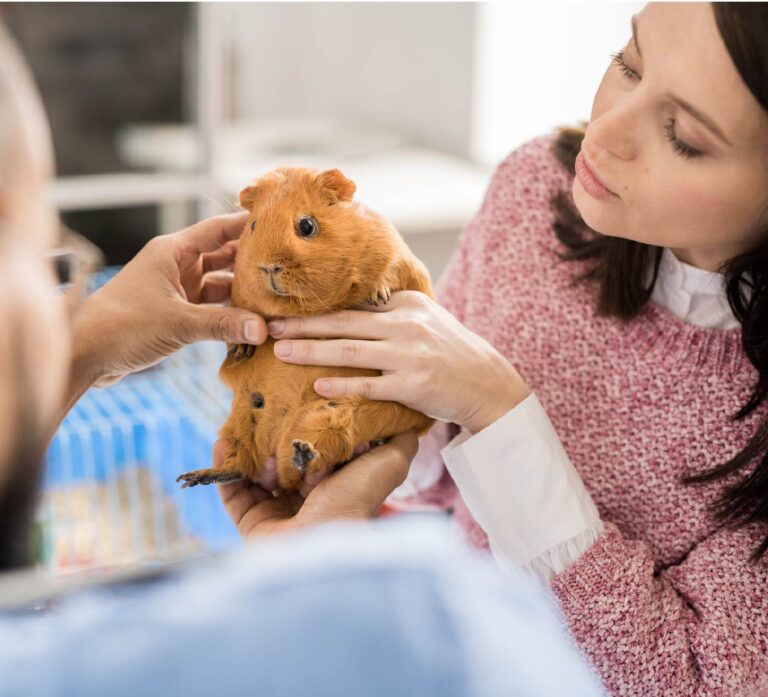 to United Pet Care United Pet Care