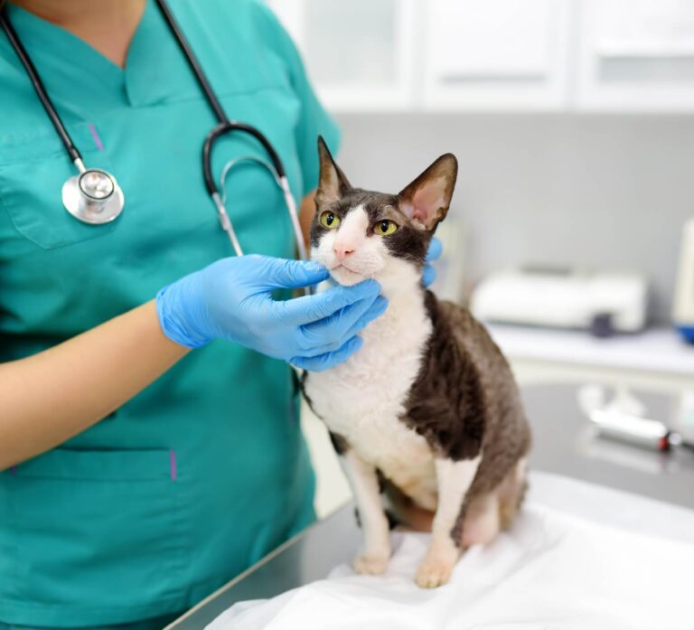 Welcome to United Pet Care | United Pet Care