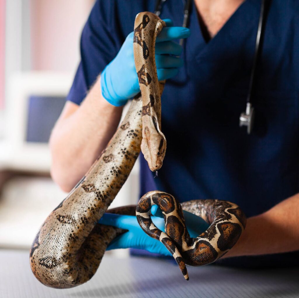 Pet Insurance Alternative Pet Healthcare Savings United Pet Care